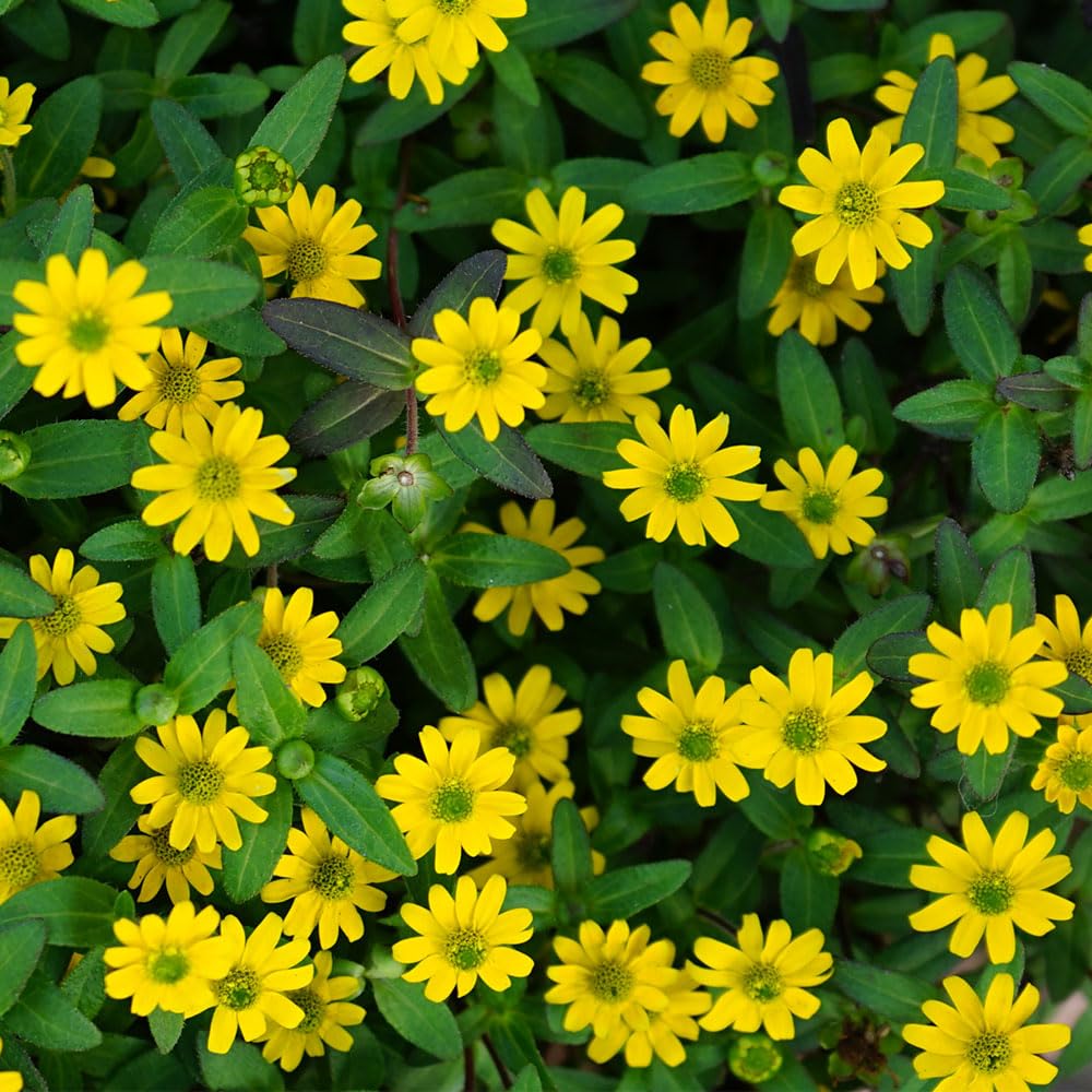 Sanvitalia Procumbens Seeds – Carpeting Flowers, Ideal for Baskets or Bedding – RHS Plants for Pollinators – Half Hardy Annual – for Your Beautiful Garden