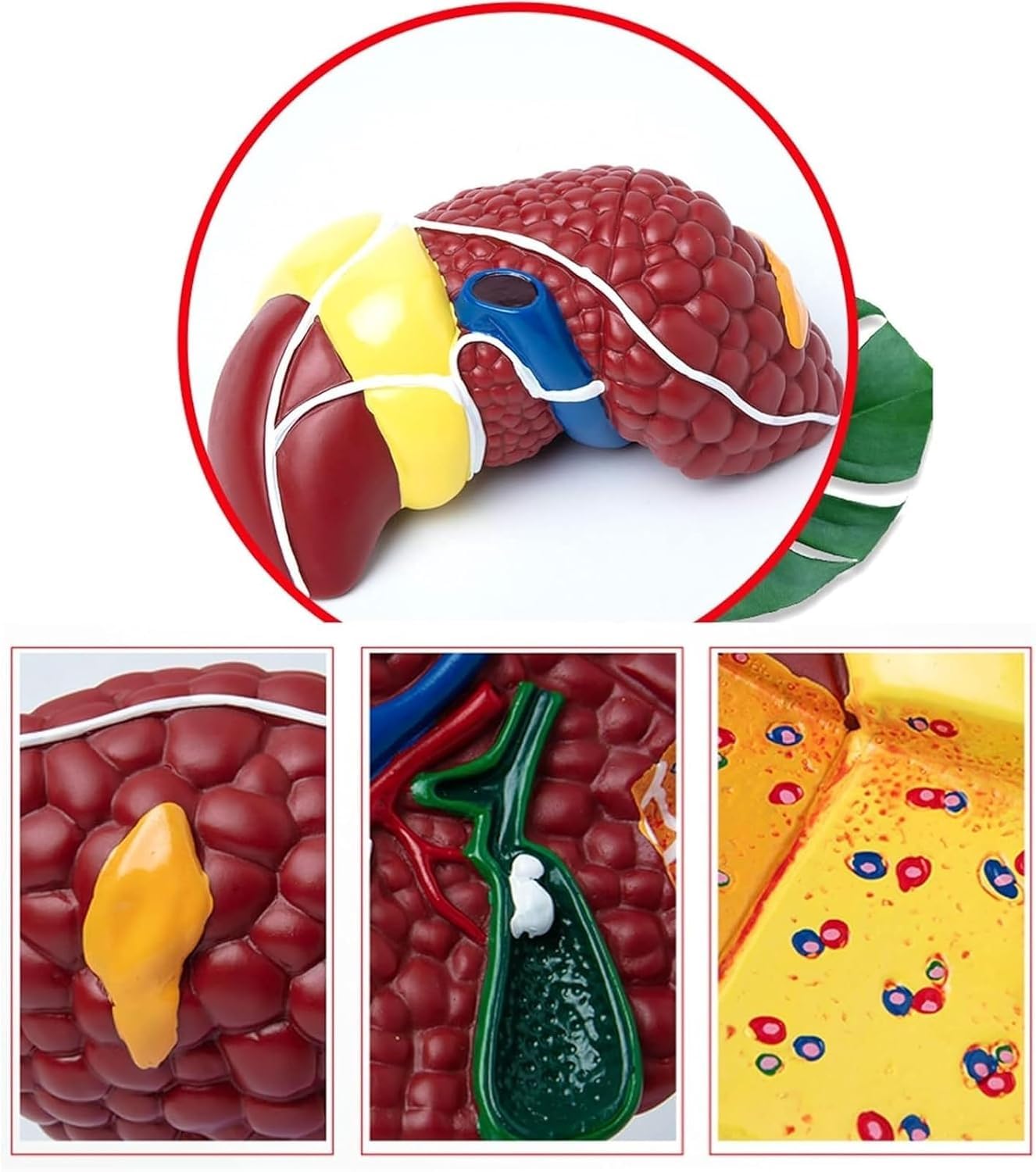 hixswnu Anatomowy model wątroby 3D do edukacji, patologiczna pomoc w nauce wątroby, wyposażenie biologiczne dla nauki, anatomii ludzkiej trzewnej do edukacji medycznej i pomocy w nauce