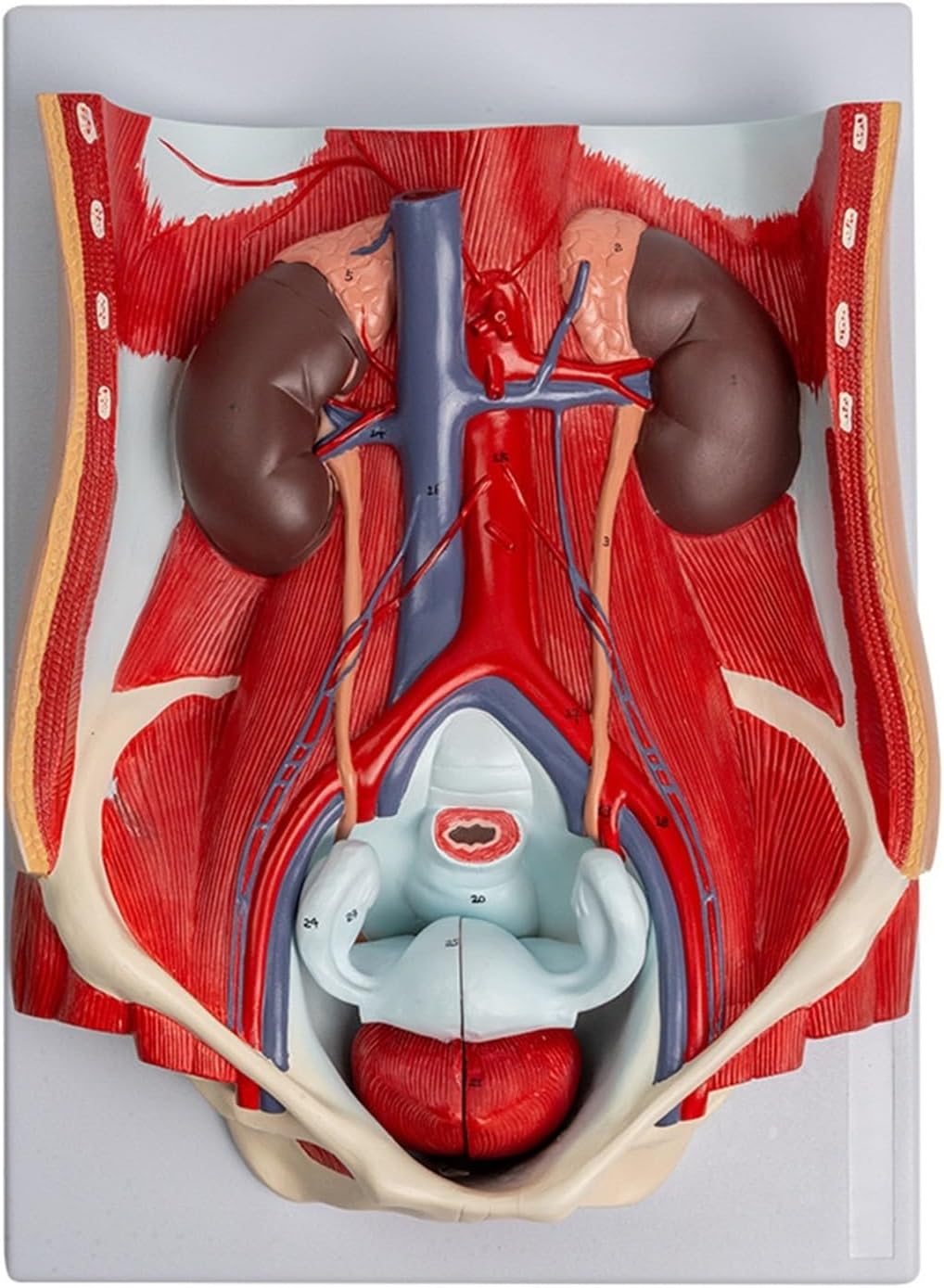 Amazon.com: Anatomy Model of Male Urinary System,Human Urinary System ...