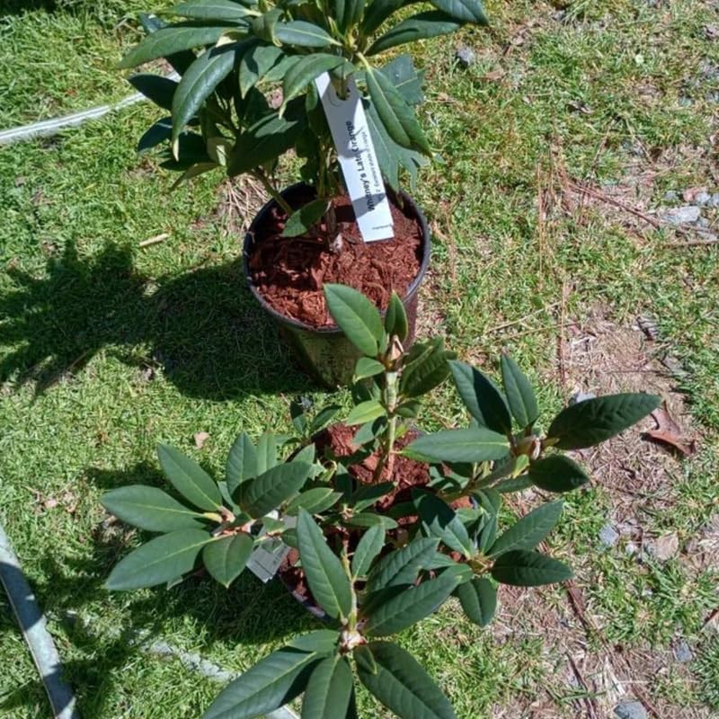 Purple Blue Rhododendron Live Plant Shrubs for Outdoor Planting, Azalea Bushes Ready to Plant, Fragrant Rhododendron Plant Live