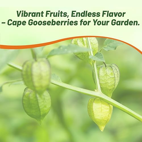 Miniatura 7 de Outsidepride Cape Gooseberry Physalis Seeds - 1000 unidades. Perennes, tolerantes a la sequía y versátiles, semillas de flores para plantar