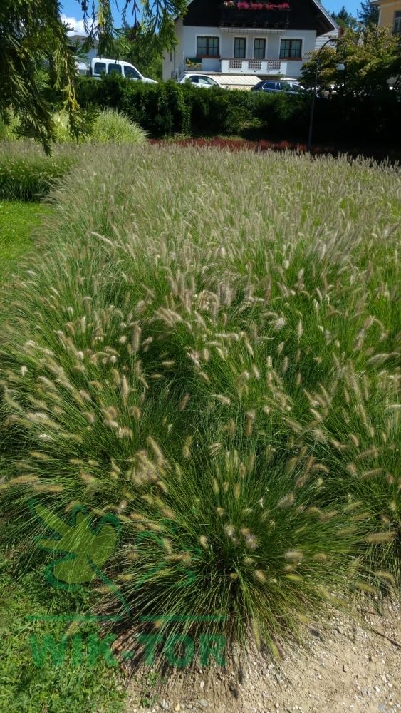 Fertilizer For Ornamental Grasses 1 kg Granular - Important Nutrients Plant do rutyny upiększającej, praktyczny rozmiar