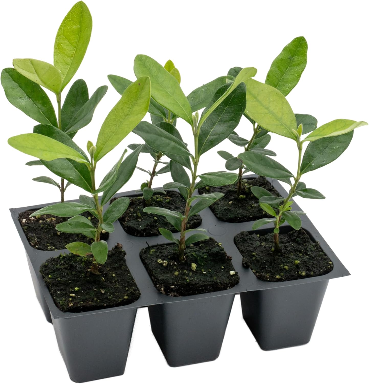 6 Pineapple Guava (Feijoa) Trees | 6 Saplings in 2.5-inch Nursery Cubes | Feijoa Sellowiana Variety | Drought-Tolerant Fruit-Bearing Trees and Shrubs | Tropical Ornamental Charm for Home and Garden