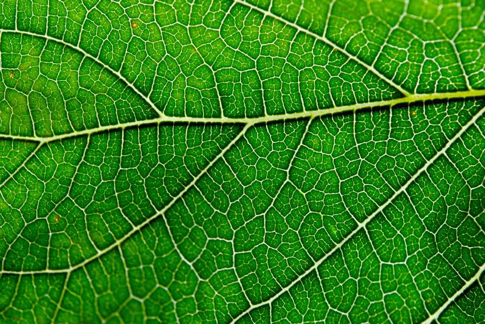 Clorofila