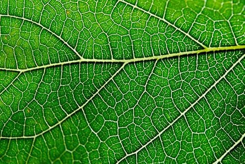 Antler Farms Gotas de clorofila líquida 100% naturales de 12,000 mg, extracto concentrado 2-8 veces más fuerte, 60 porciones, 2 onzas - Apoyo