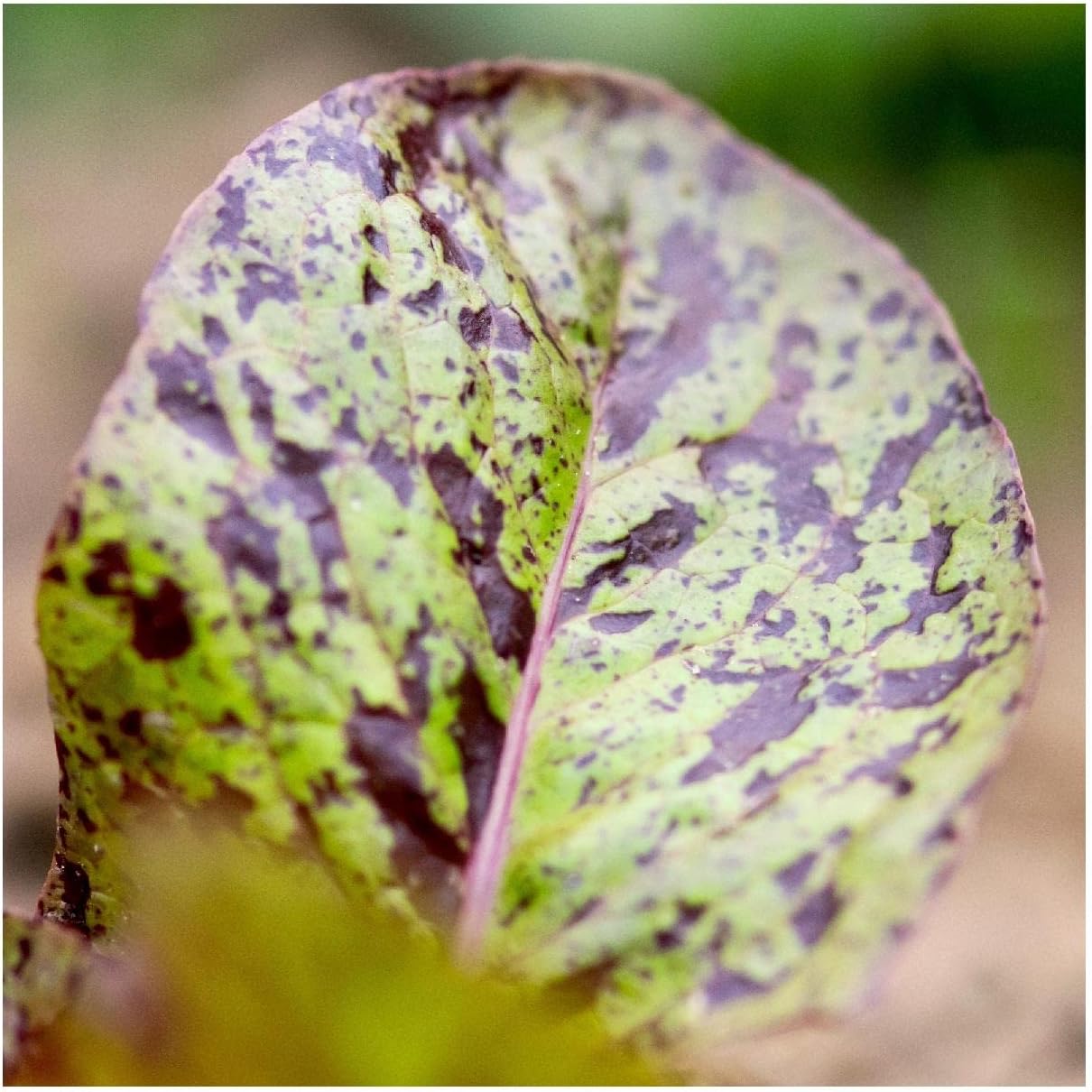 Everwilde Farms - 1/4 Lb Organic Freckles Romaine Lettuce Seeds - Gold Vault