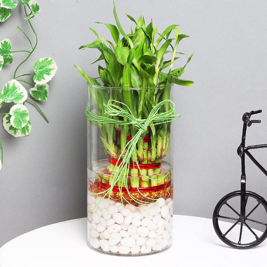 Creative Farmer Lucky Bamboo 3 Layer (Dracaena Braunii) Indoor Plant Air Purifier Live (Healthy Live Plant) (B09SDDQ7CZ) Amazon Price History, Amazon Price Tracker