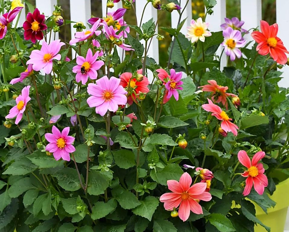 Amazon.com : TomorrowSeeds - Mignon Mix Dwarf Single Dahlia Seeds