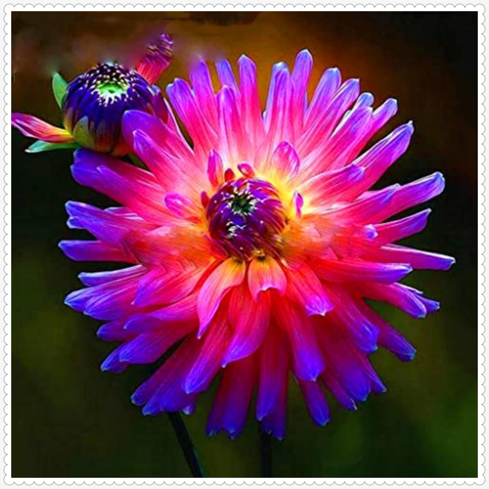 Dahlia Bulbs Mix for Planting Now UK/Cut Flowers/Greening Flower/Strong Plants That Grow Well/Good for Containers/Natural Organic/Wedding Flowers.-8bulbs-I