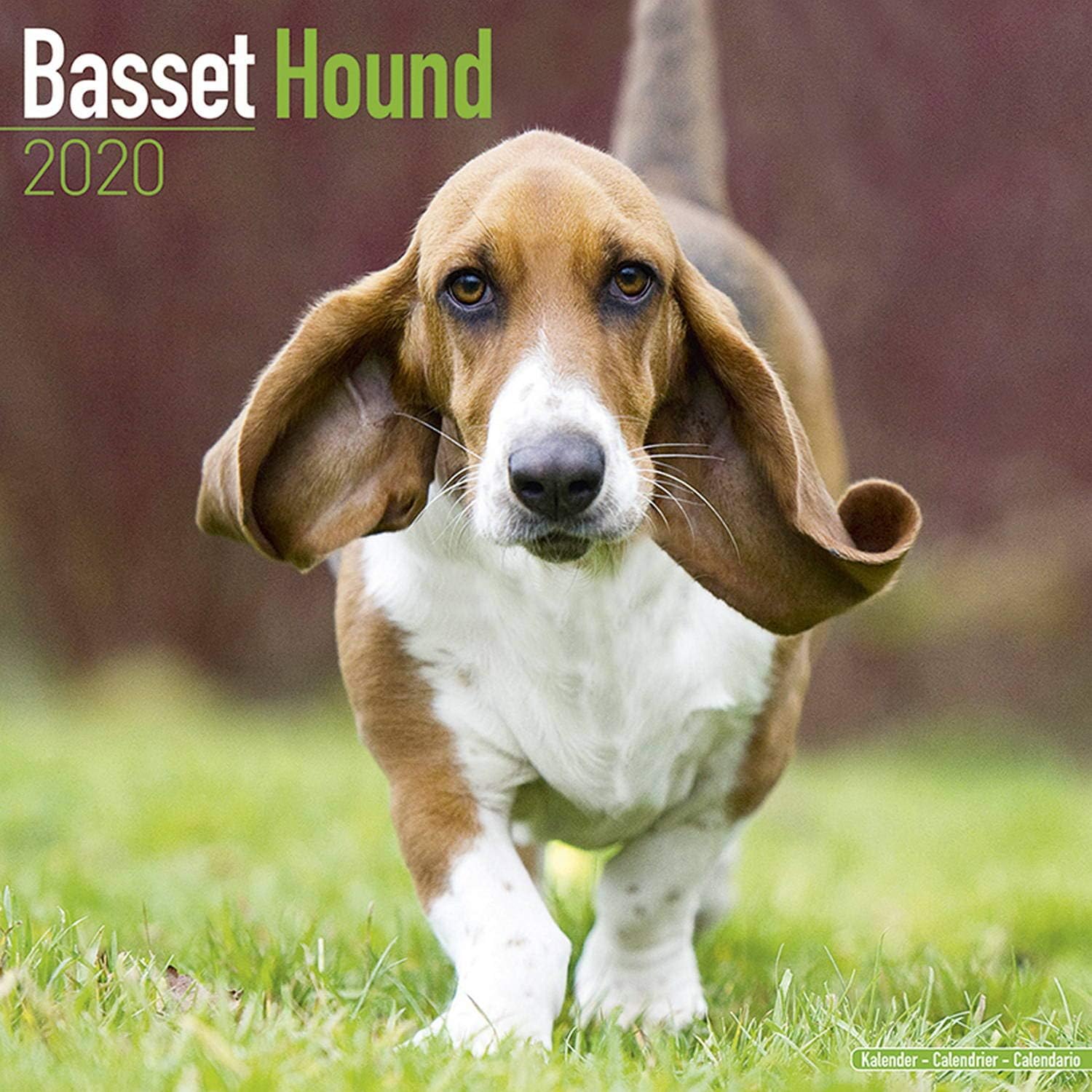 Basset Hound Calendar 2020