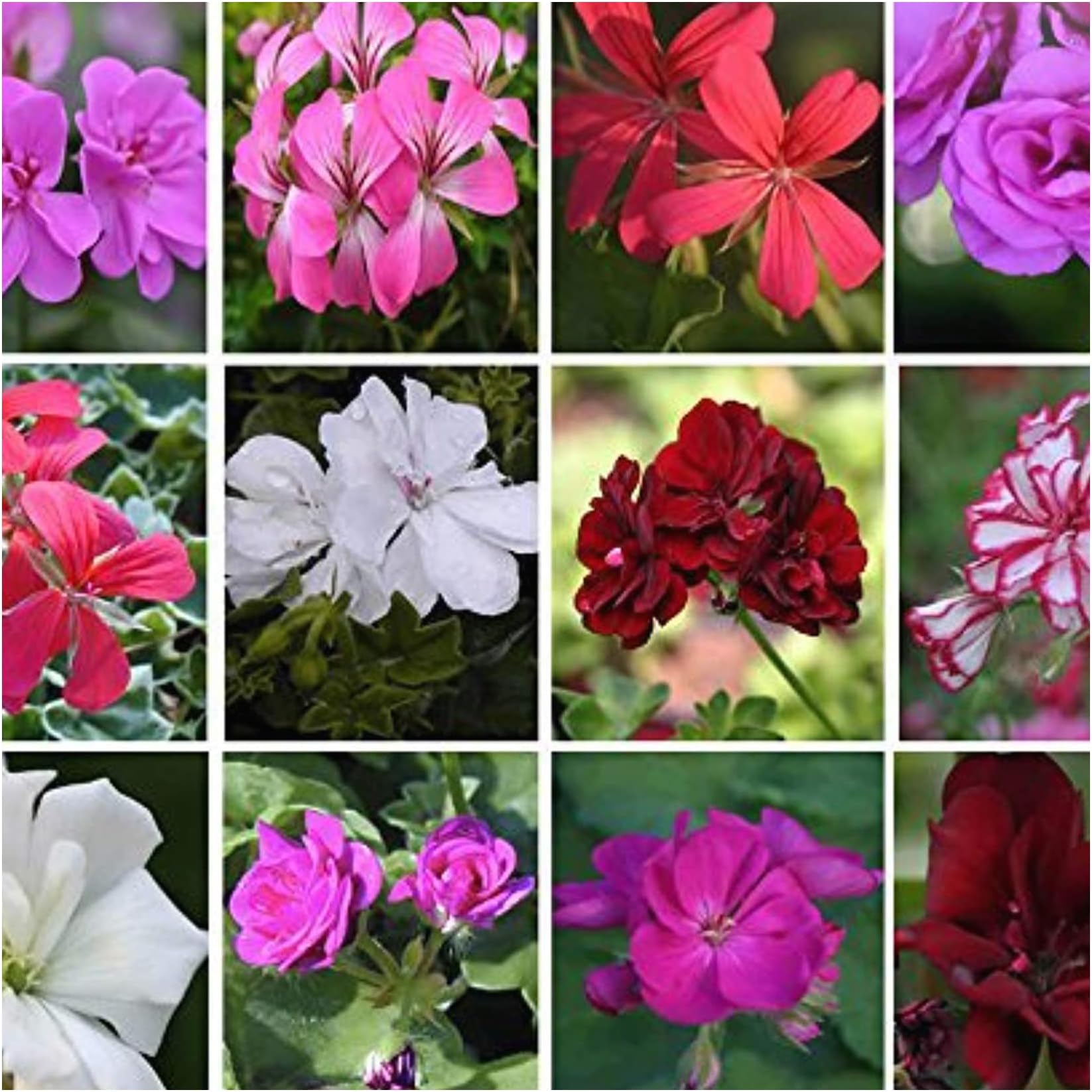 Trailing (Ivy) Geranium Plug Plants 10 Mixed Geraniums, Trailing Geranium Plug Starter Plants - Summer Garden.