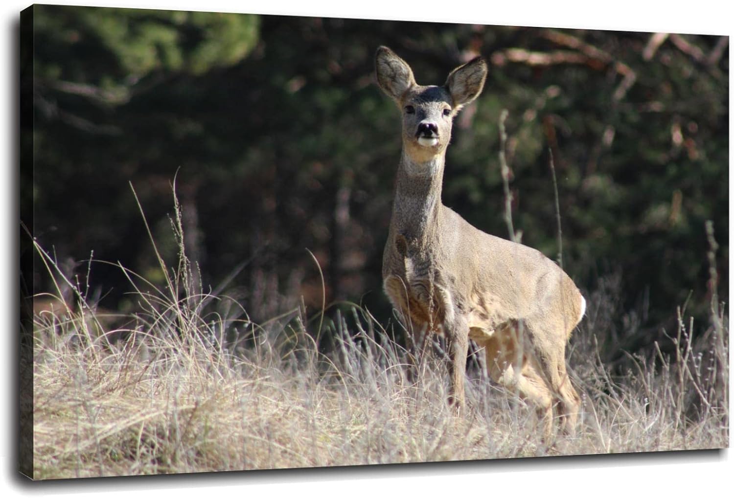 Adorable Kangaroos Poster Wild Animals Poster Gift Canvas