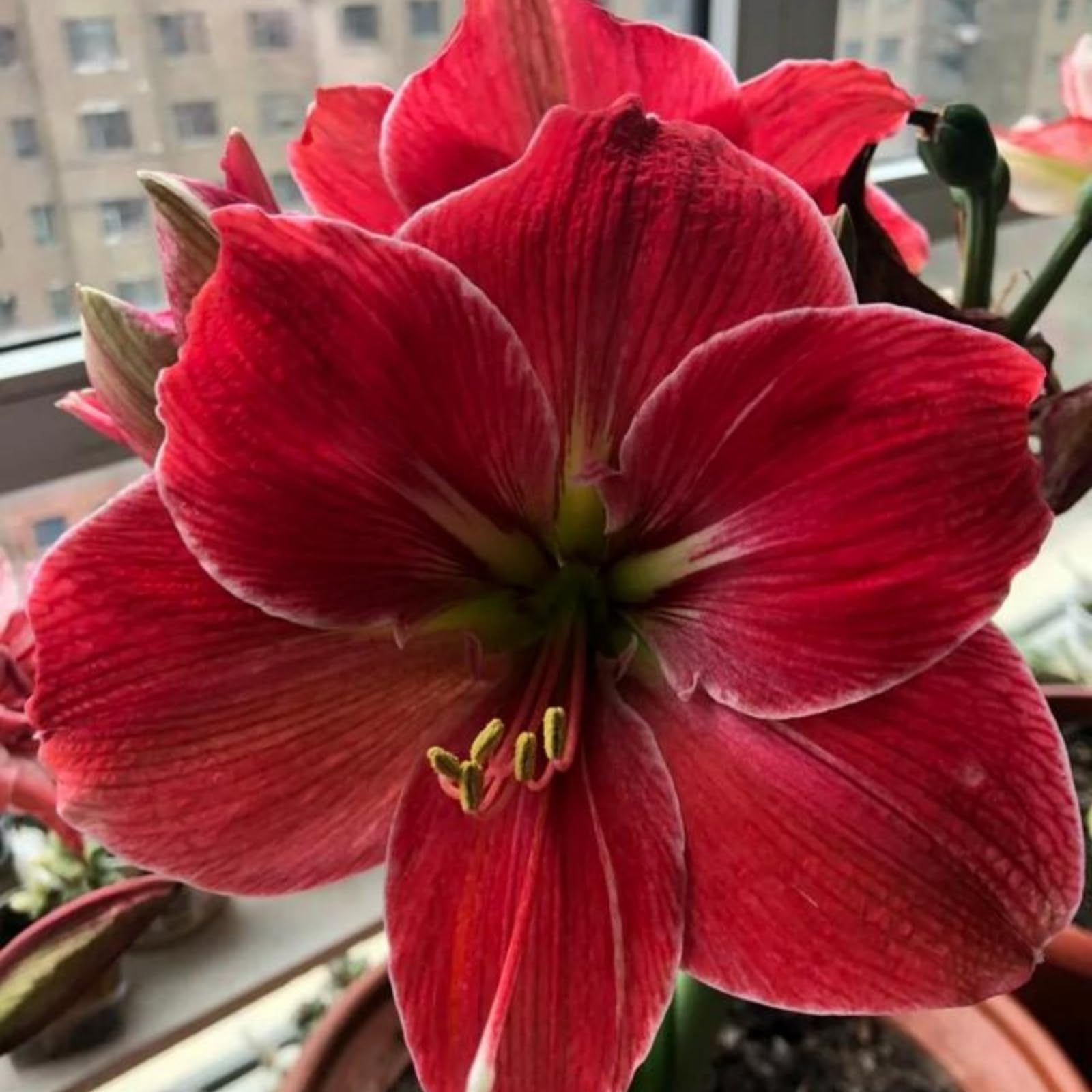 DVFBTGA Amaryllis Garden Balcony Decoration Interior Decoration Professional Planting, 6 bulbs