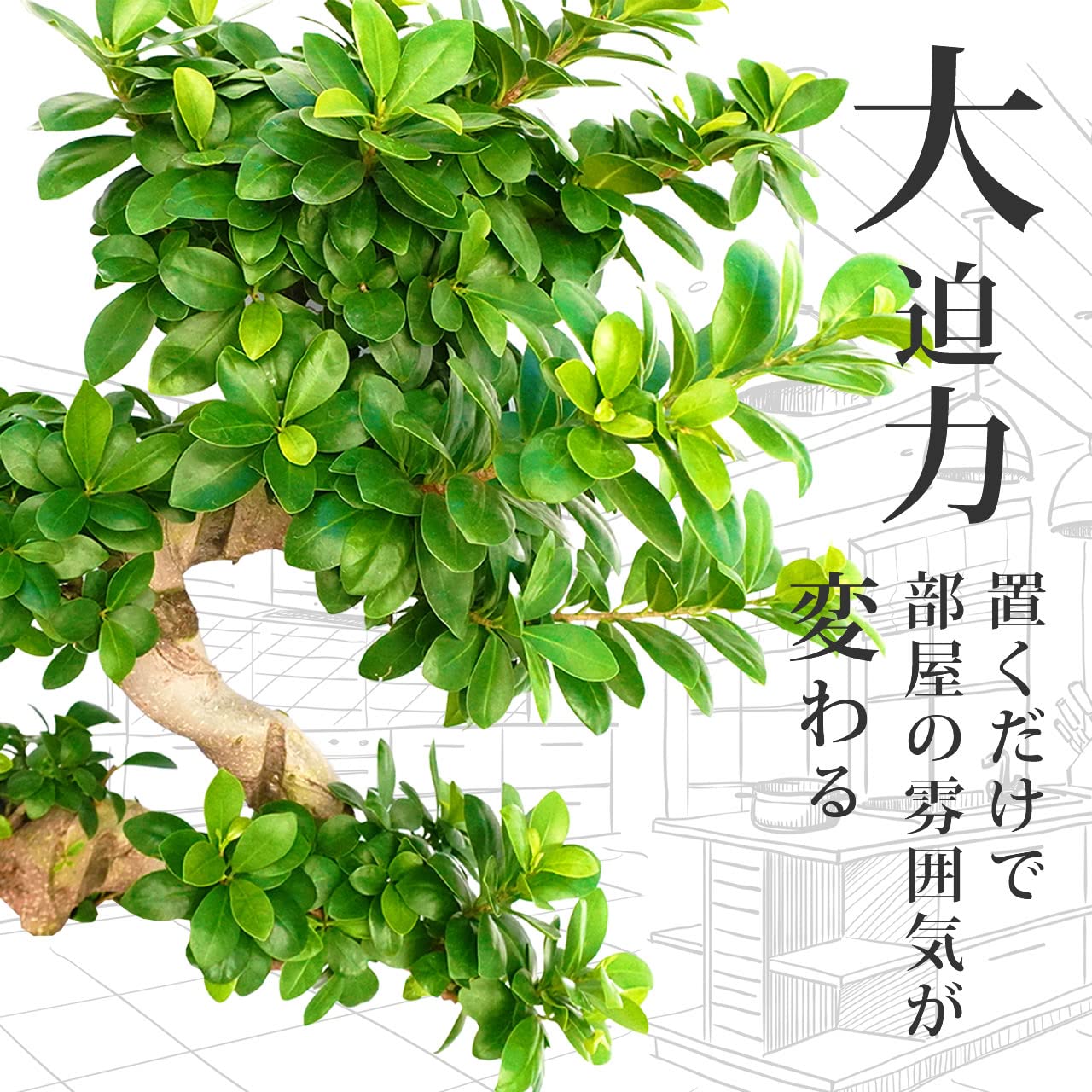 Amazon｜ガジュマルS字 育てやすい大型サイズ 7号 高さ70～80cm 観葉