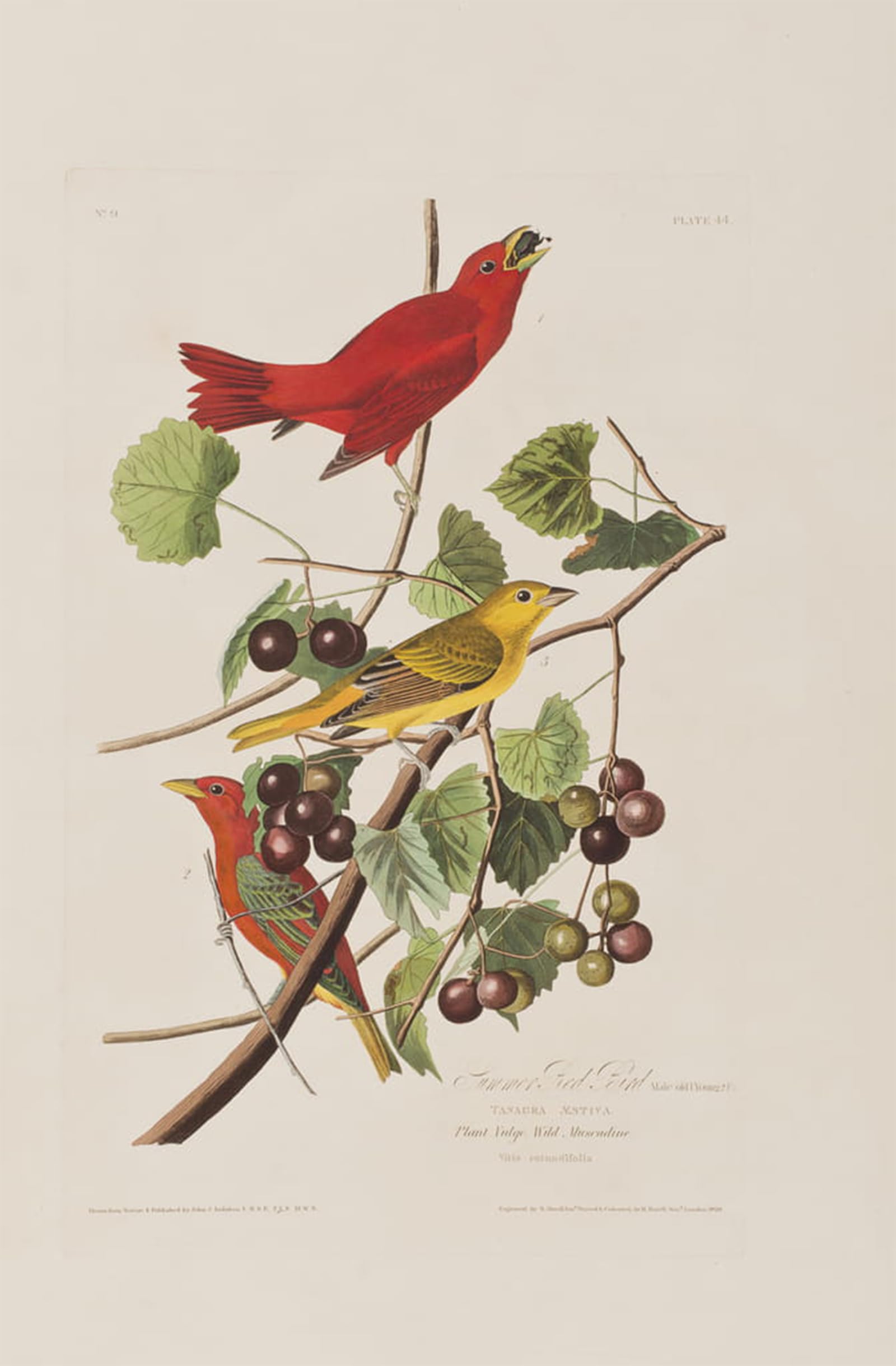 SERENDIPITP Vintage Wall Art Canvas Nordic Poster Canvas Print Picture Illustration From birds of America by John Jamess Audubon Wall Art Poster for Home Decor 60x90cm