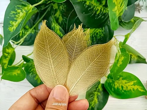 Miniatura 3 de JAKAPAN Hojas de esqueleto decorativas de dos tonos, árbol de goma natural, álbum de recortes, manualidades, tarjeta de boda, hojas pequeñas, uso