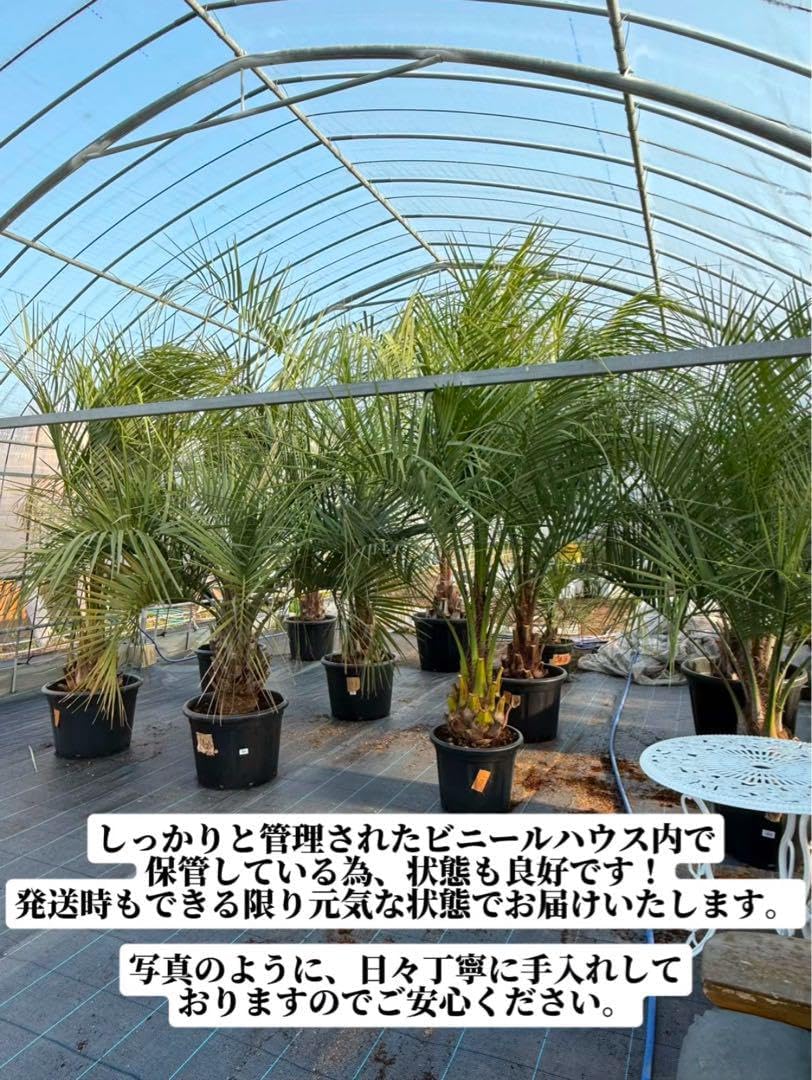 ココスヤシ シルバーリーフ葉先100幹回り60cm 幹高20cm D3