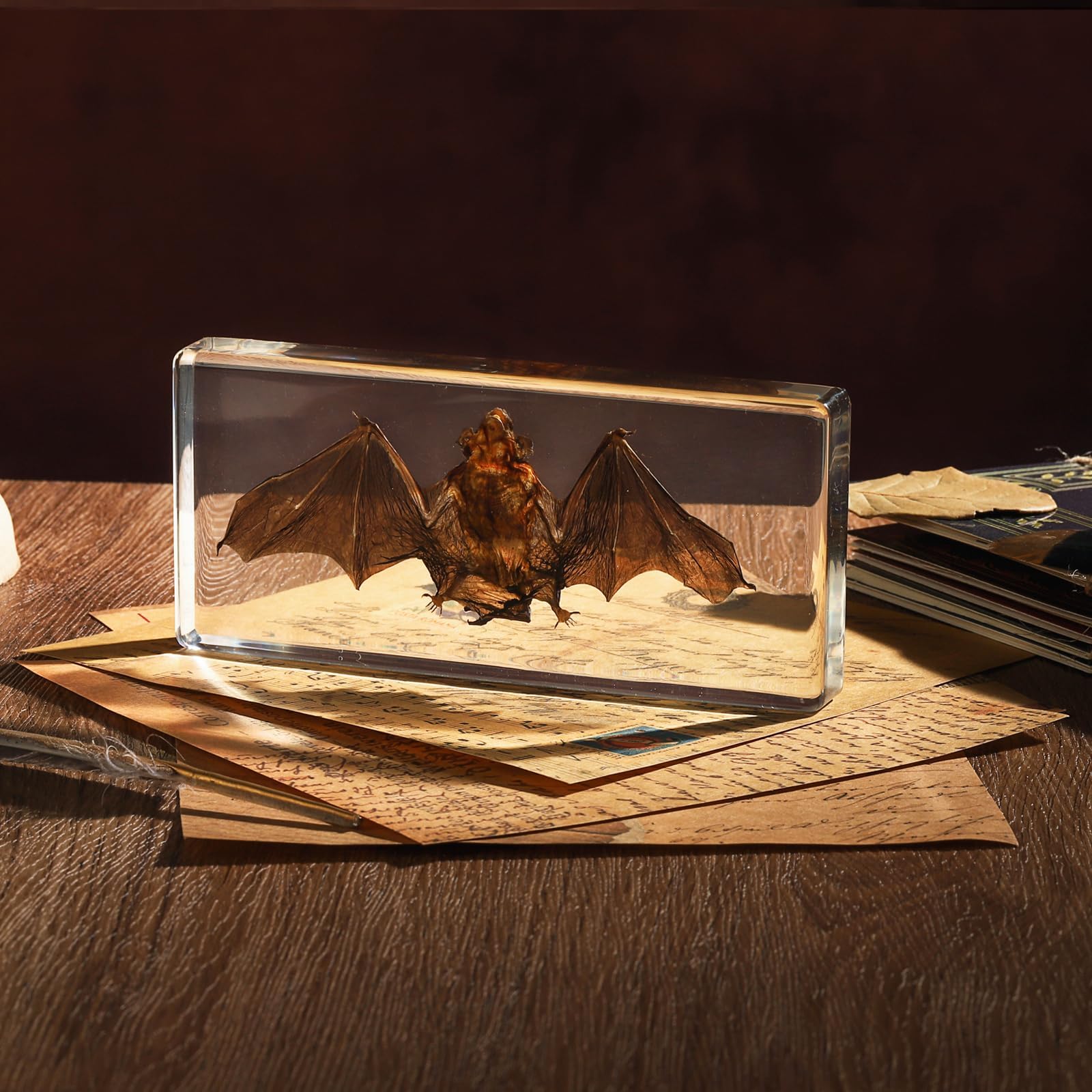 Taxidermy Bat, Real Bat Specimens Animal Specimen in Resin for Science Classroom Science Education, Great Gift for Fans of Taxidermy, Animal Skull, Oddities, Biology(5.5x2.5x0.7 Inch)