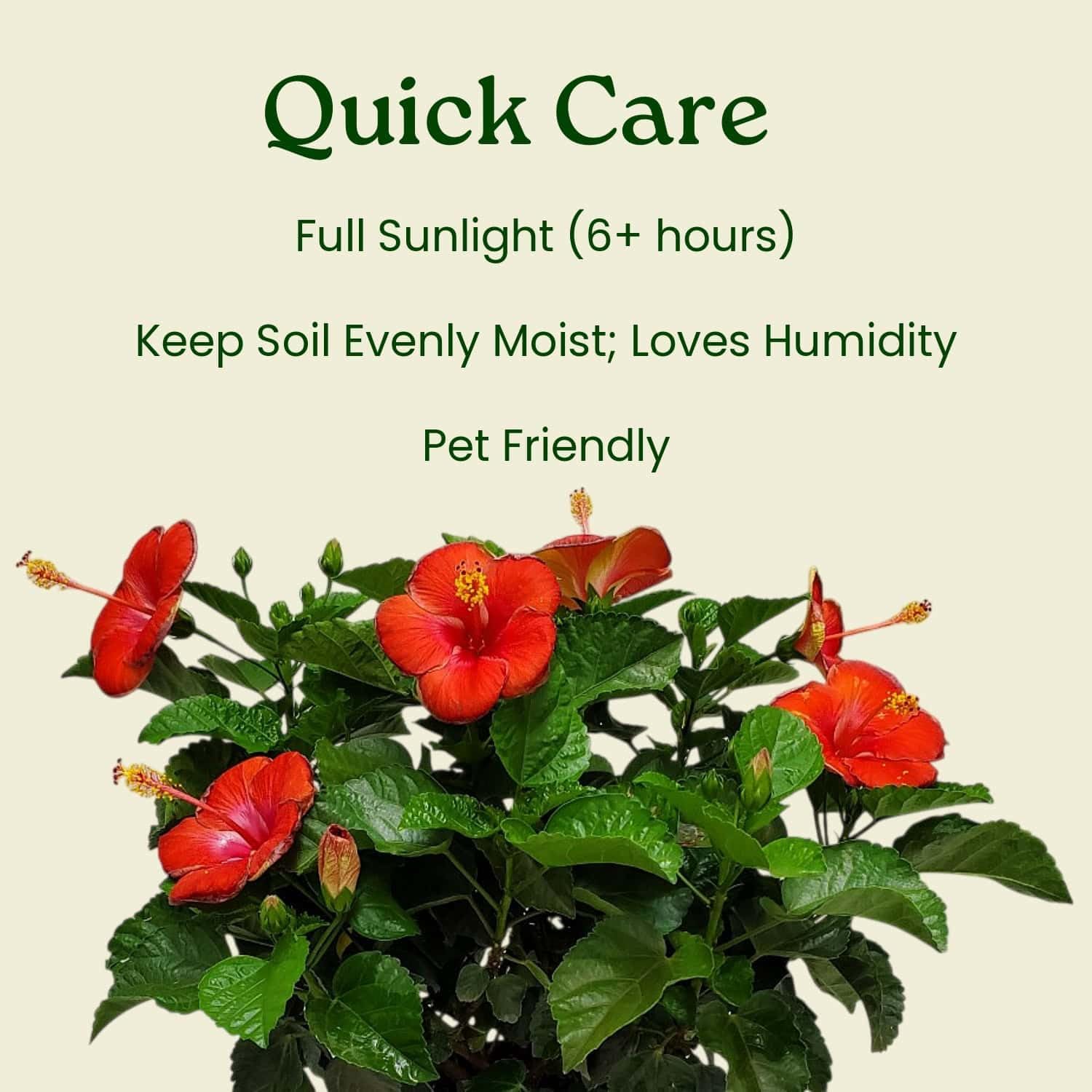 Hibiscus Plant Live - Hibiscus Bush - Red President - Overall Height 26" to 28" - Tropical Plants of Florida (Plant Only)