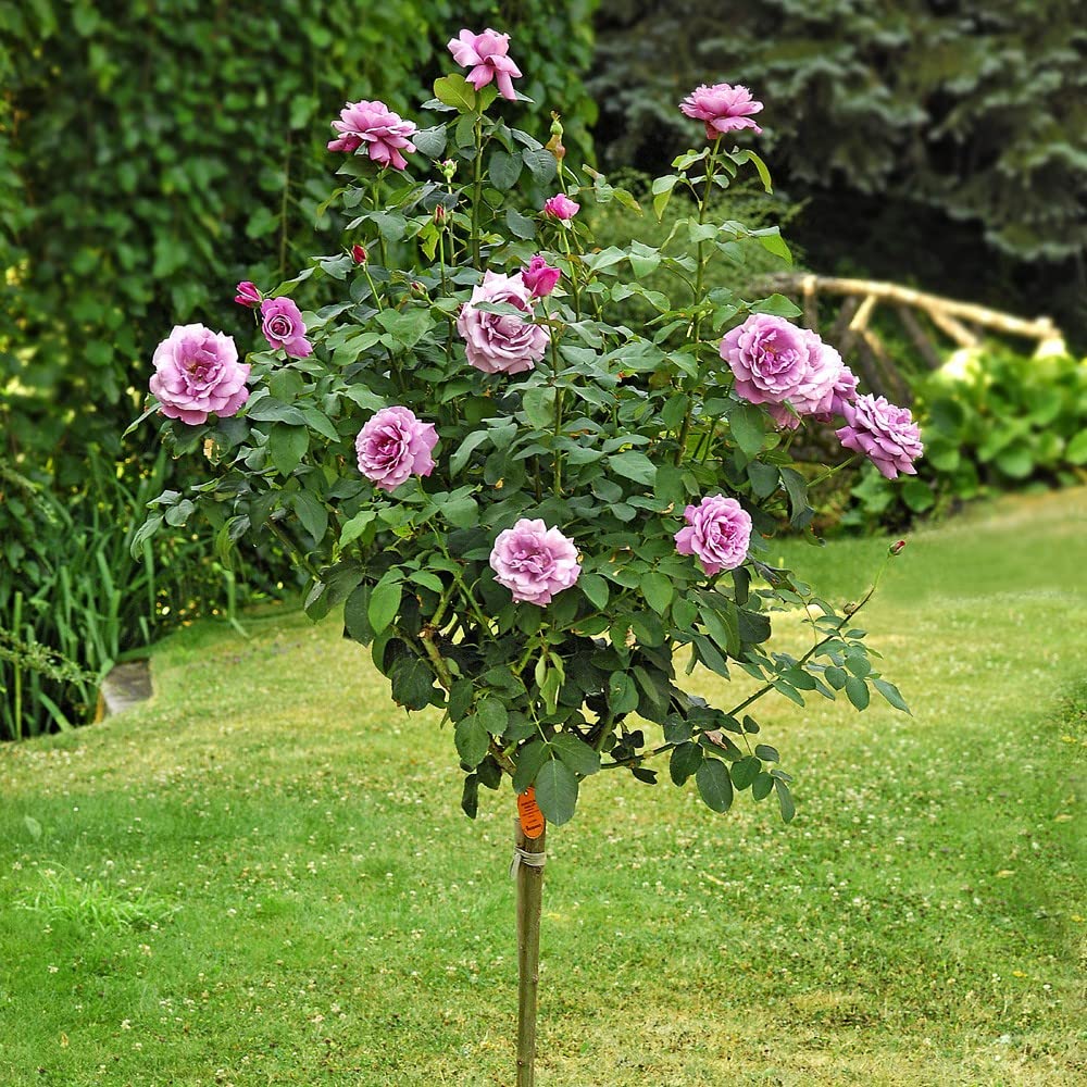 AMDGarden Pianta Rosa Profumata Charles de Gaulle Meilland Viola Lilla Alberello Vaso 24 cm