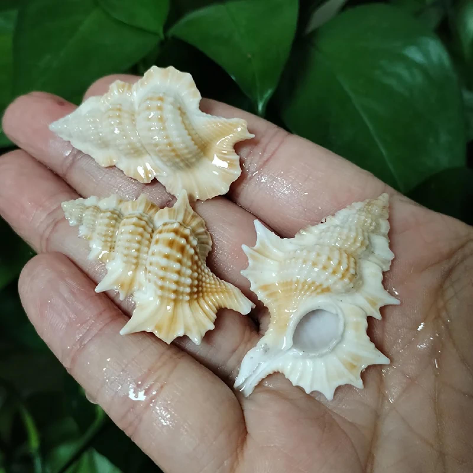 Conchiglie per decorazione, 3 pezzi, 5-6 cm, foglie d'acero tritone, conchiglie naturali Gyrineum Perca Conchiglie Collezione Conchiglie per acquari Decorazioni Artigianato Decorazioni per feste
