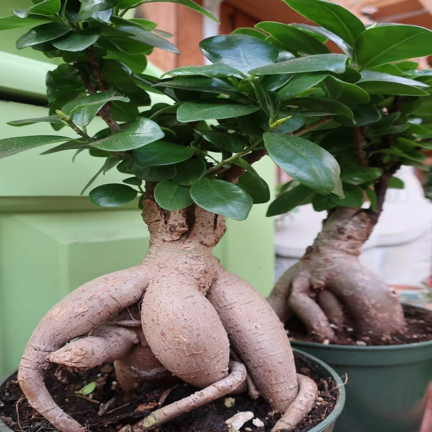 Guruji Plantation Ficus Ginseng Indoor and outdoor Bonsai Live Plant/Tree 7 Years Old With black pot (Pack of 1 Healthy Live Plant) (B0CSFTHX1Z) Amazon Price History, Amazon Price Tracker