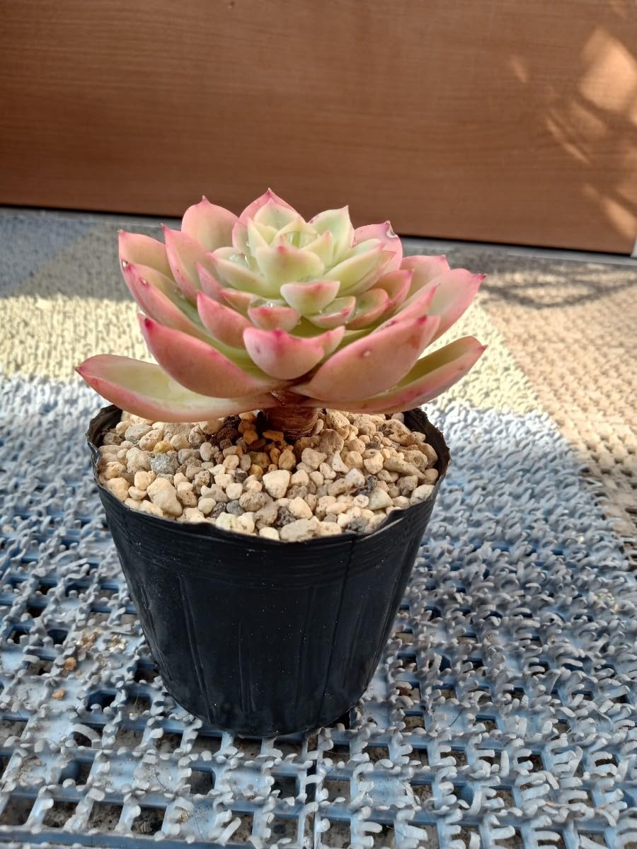 Amazon.co.jp: 多肉植物 グレイスミス 抜き苗 エケベリア 7ハーフ