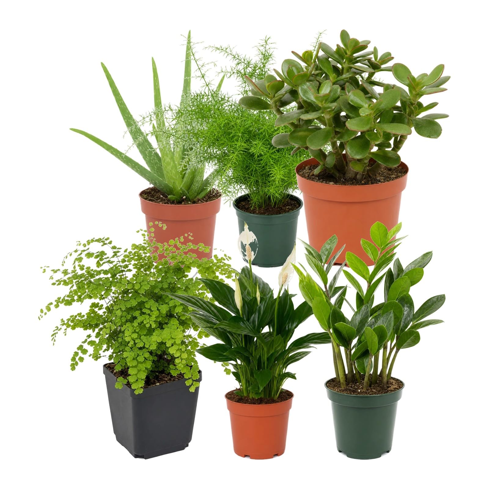 DECOALIVE Pack de 6 Plantas Naturales de Interior para Salón y Rincón Verde - Selección Variada