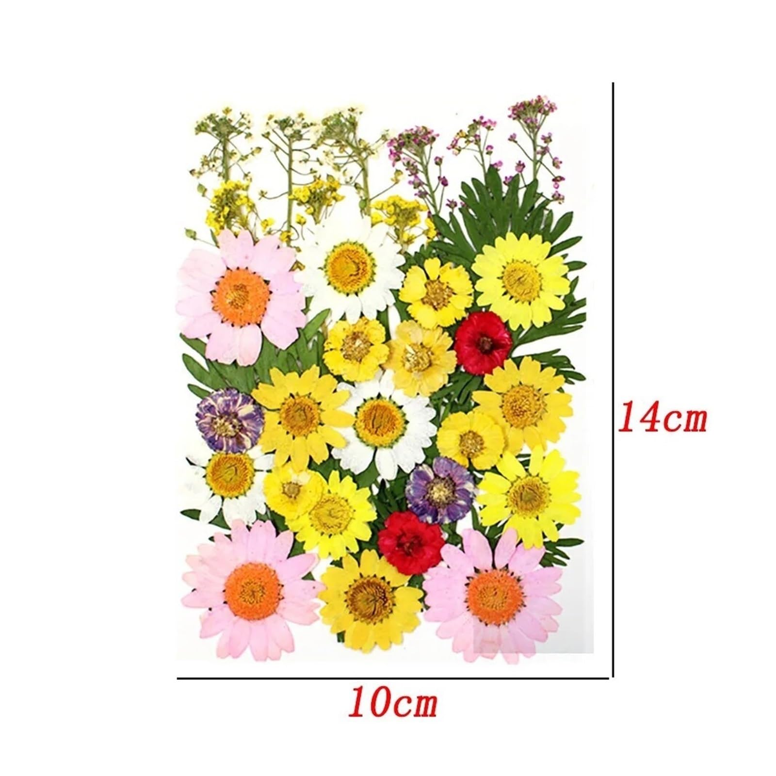 HBALDTEDC Getrocknete gepresste Blumen, 1 Packung Trockenblumen, Trockenpflanzen for Harzformen, Füllungen, Epoxidharz, Basteln, DIY, Nagelkunst, Dekoration, gepresste Blumen