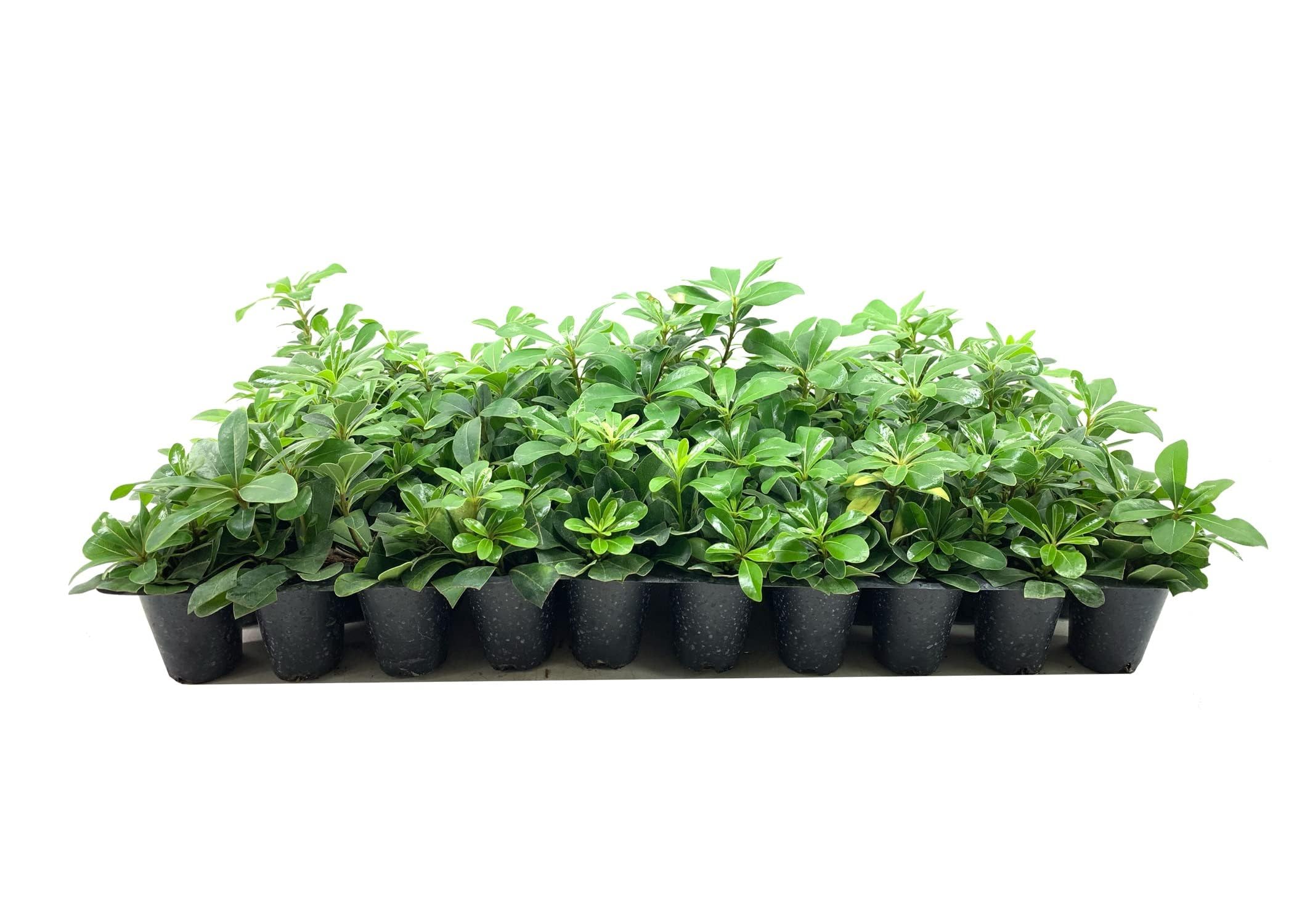 Compact Green Pittosporum | 30 Live Plants | Pittosporum Tobira | Beautiful Fragrant Flowering Low Maintenance Shrub