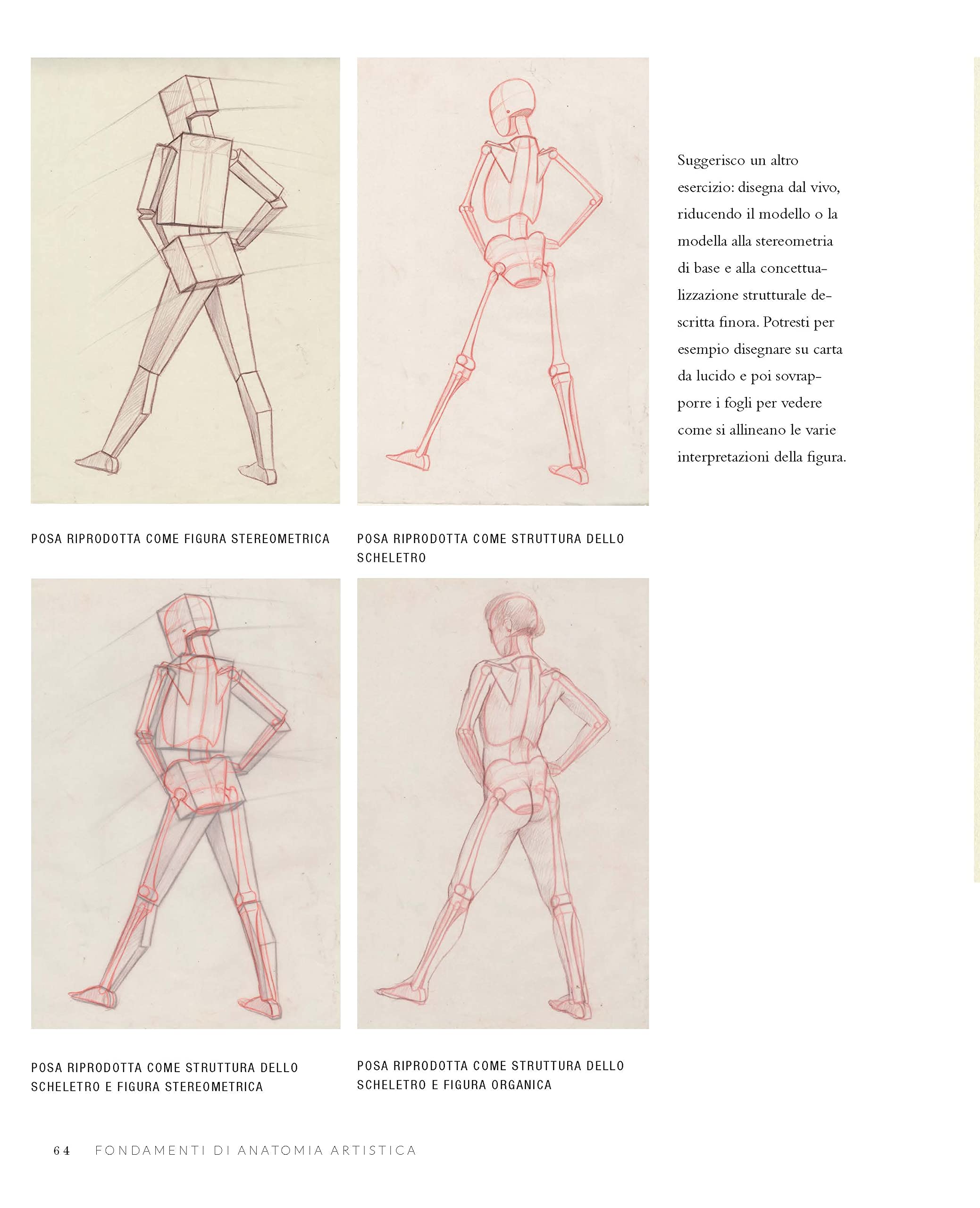 Fondamenti di anatomia artistica