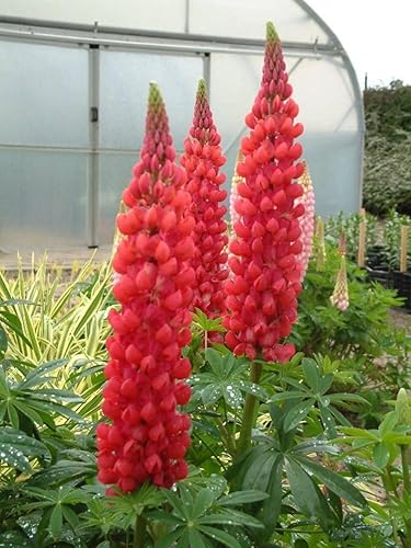 100pcs Semillas Lupin Rojo Gigante Alto Perenne Jardín Corte Flores para Plantar No OGM