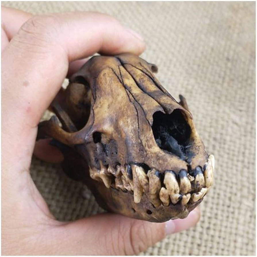 Amazon.co.jp: 剥製動物の頭 - キツネの頭蓋骨標本 - 剥製用品