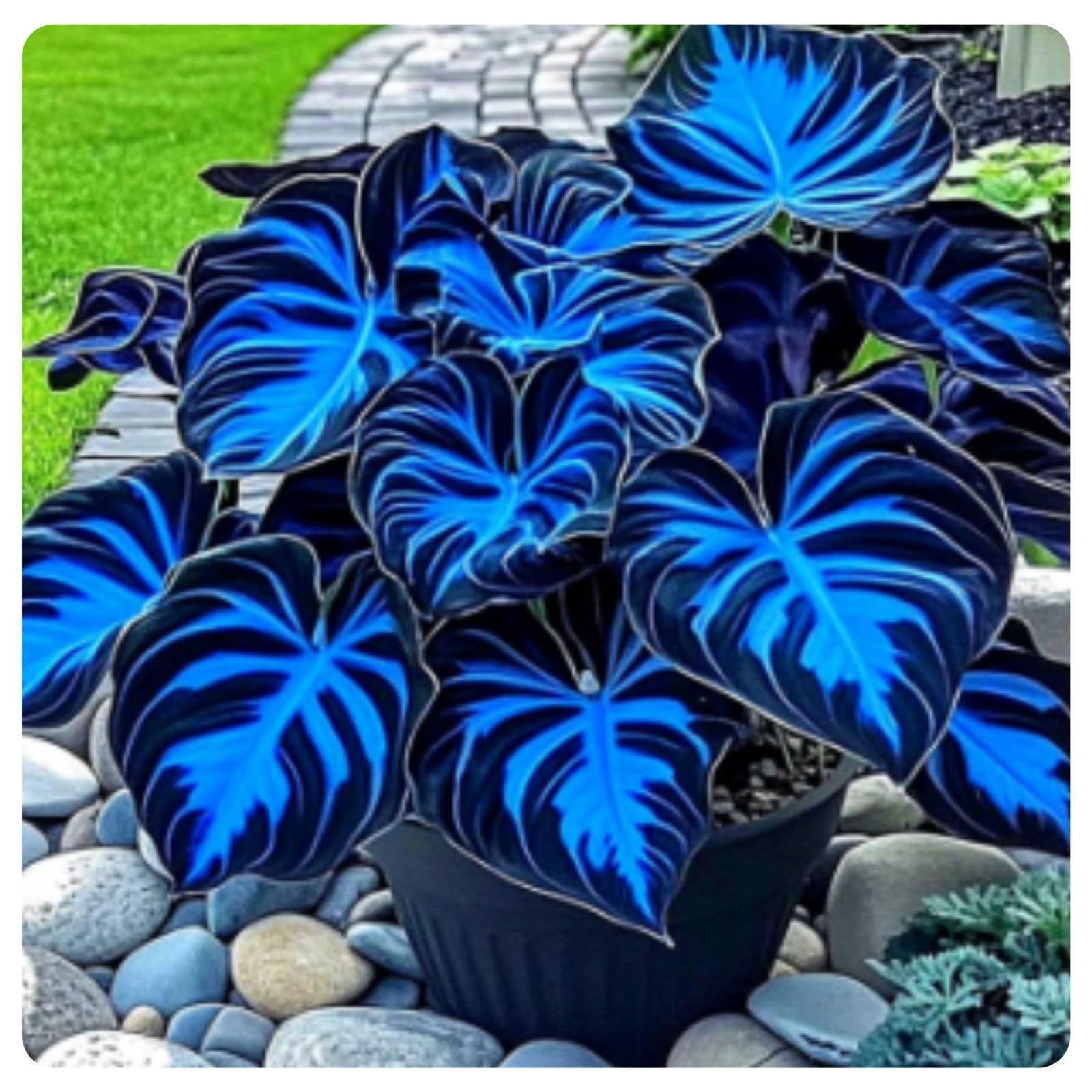 Midnight Blue Hosta Bulbs-Hostas Plants Perfect for The Garden -Landscaping-Excellent Displays-8bulbs-f