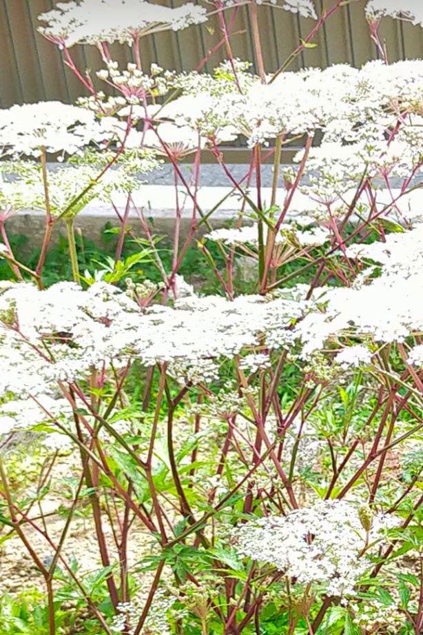 大和当帰の苗100株 大和トウキ苗 4号鉢 2年生大苗 〜ツーギー谷〜 : shop.ツーギー