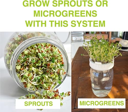 Miniatura 5 de Premium Sprouts Growing Kit & Green Onion Regrower with 2 Mason Jars & Superior Sprout lids. Perfect Sprouter Set for Growing Broccoli, Alfalfa &