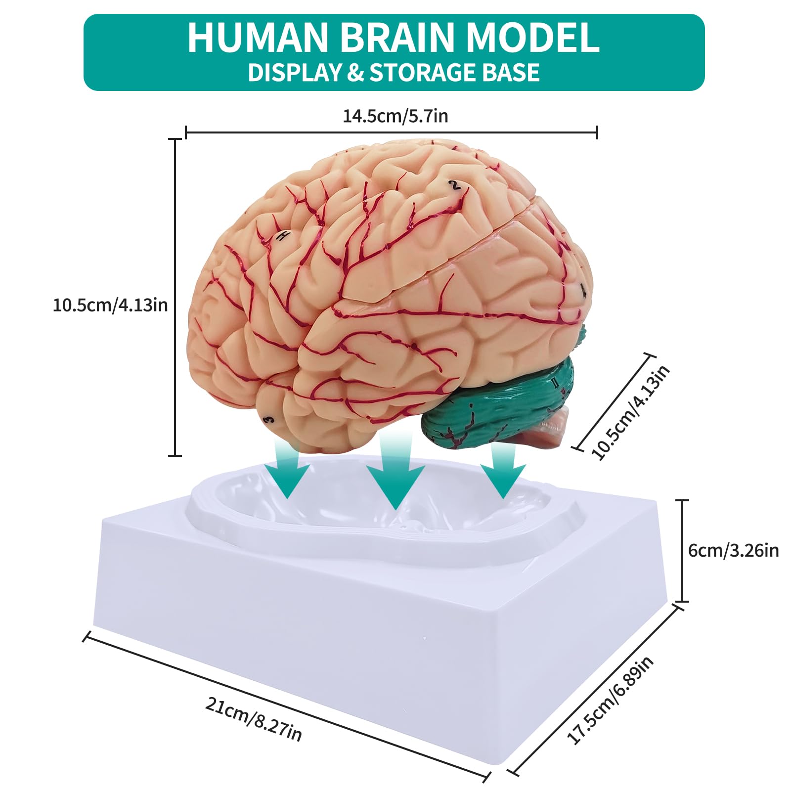 SFXYJ Charts Human Brain Model Anatomy 8-Part Model of Brain Life Size Human Brain Anatomical Model w/Display Base for Science Classroom Study Display Teaching Medical Model