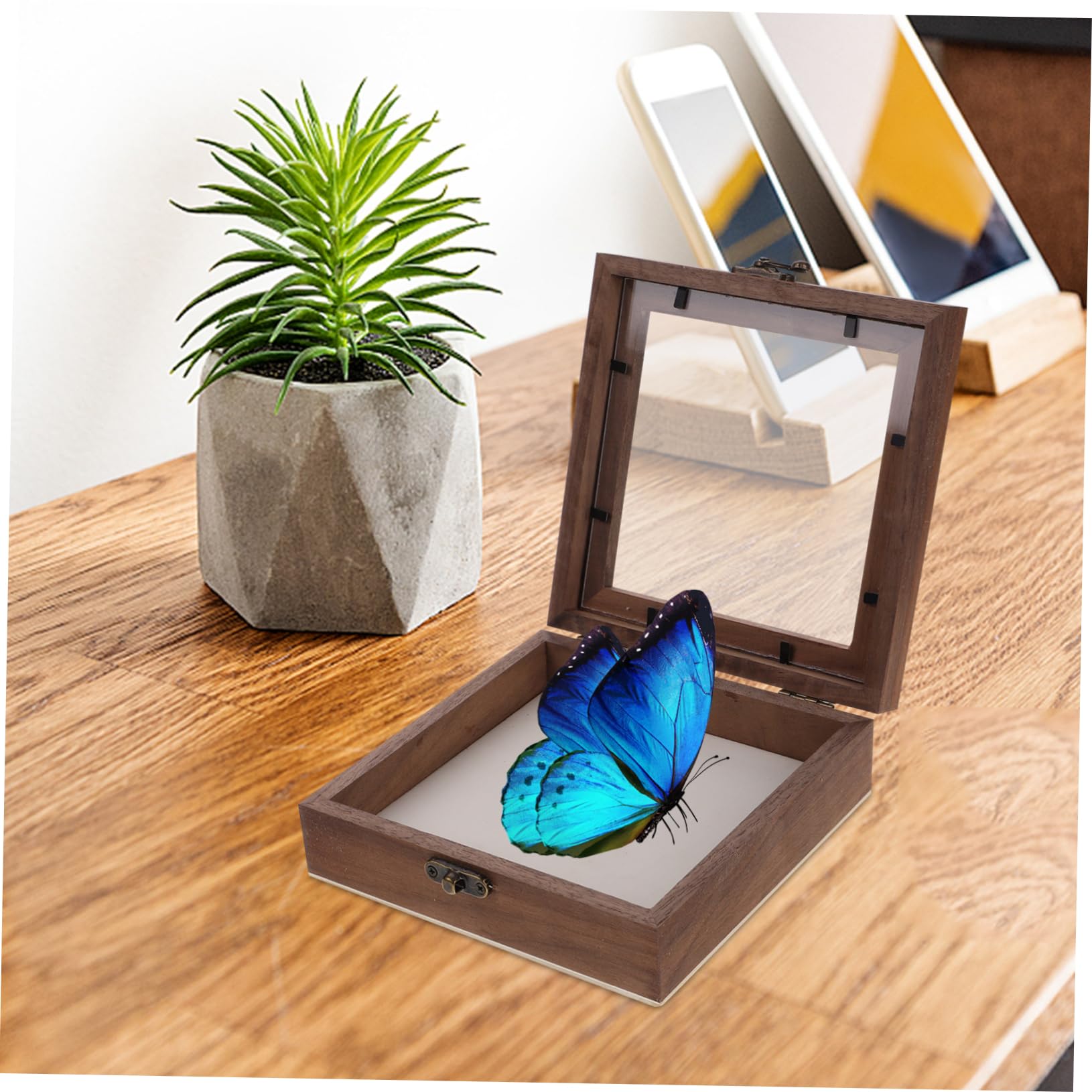 STOBAZA Antique Style Butterfly Specimen Box Wooden Display Case Acrylic Cover for Collection Preservation