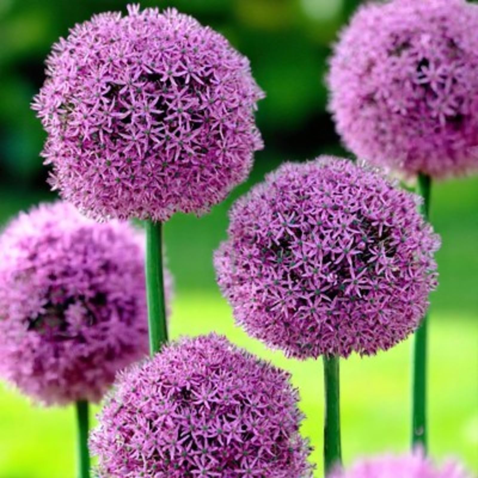 Carbeth Plants 3 x Allium Gladiator Spring Bulbs