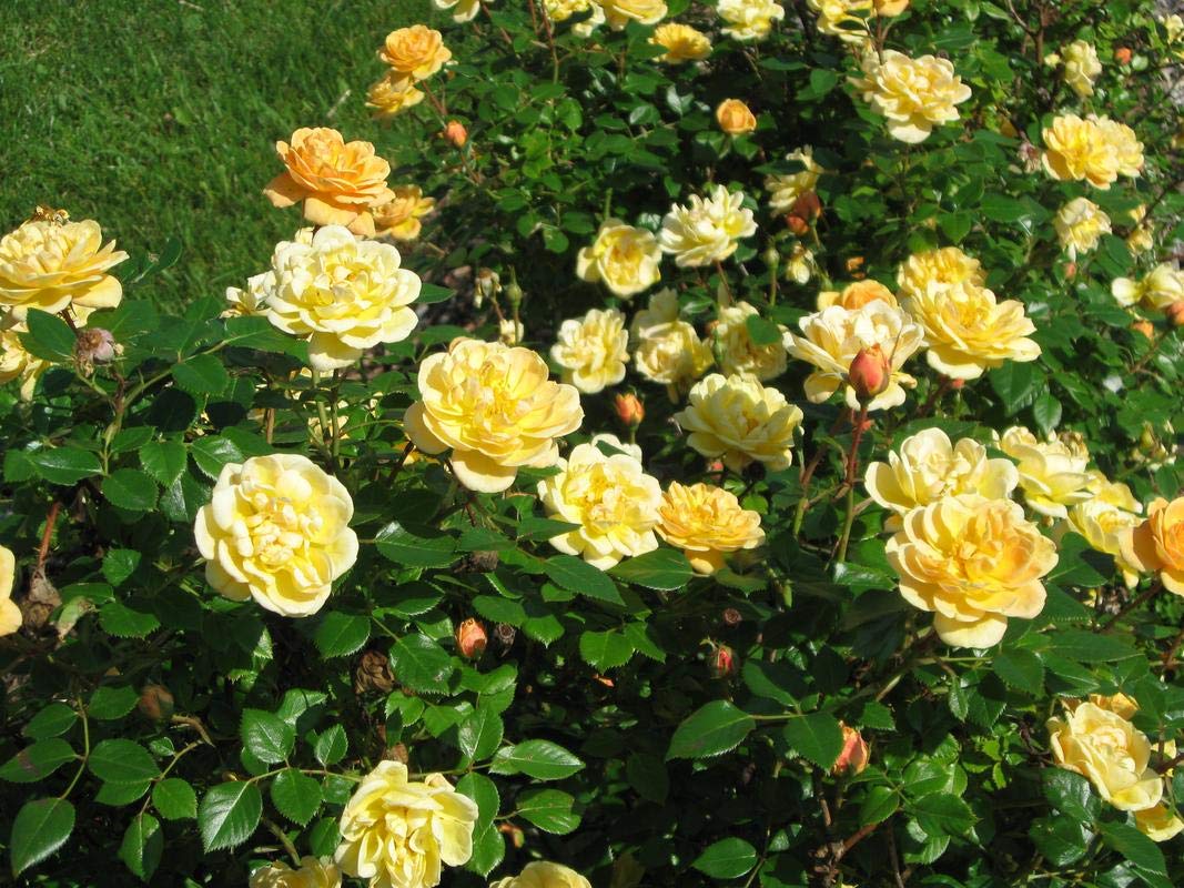 EaglesFord Rare Rose Flower Live Plant  Yellow Climber  Rose Flower Plant (1 Healthy Live Plant) (B07YG385ZB) Amazon Price History, Amazon Price Tracker