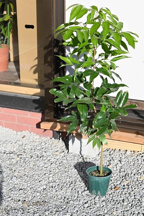 Amazon Co Jp ライチ苗黒葉ライチ苗木 Diy 工具 ガーデン