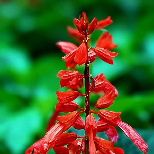 Miniatura 2 de 50 semillas de flores de salvia escarlata para plantar, semillas de Salvia raras perennes, semillas de agastache de arenisca Arizona sin OMG para