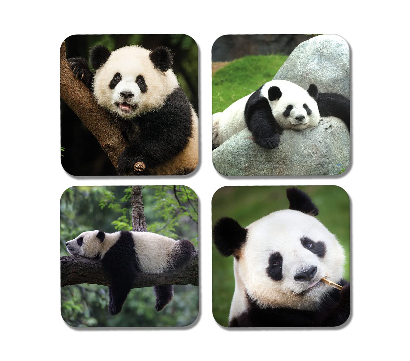 DV DESIGN 4 x Square Panda Bear Coasters - Animals Lesser Pandas Lazy Nature Zoo Gift #77891