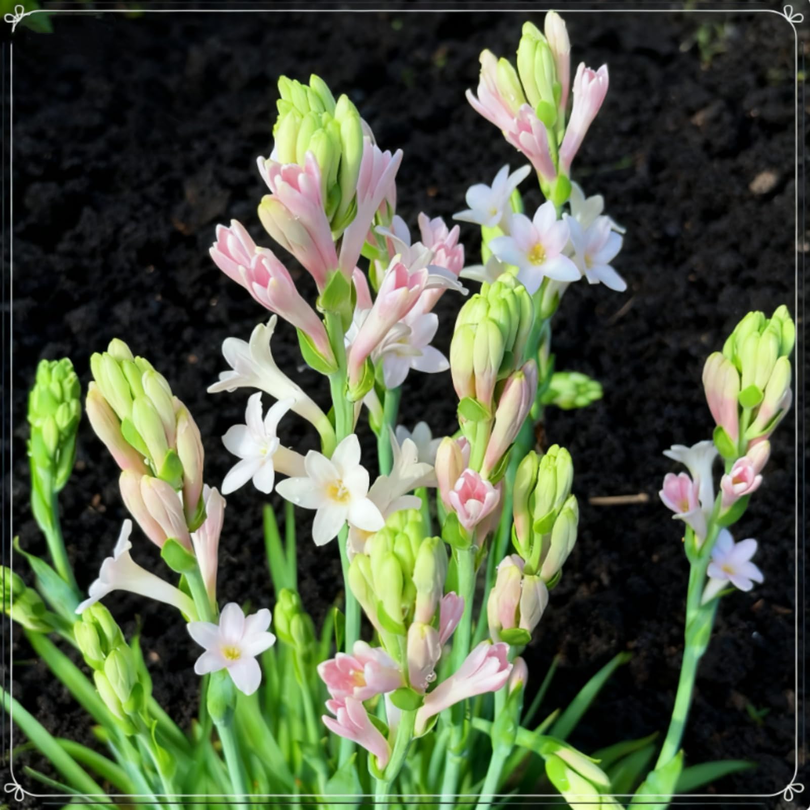 Perennial Tuberose Bulbs, Resilient Spectacular Flowers, Cut Flowers, Natural Organic, Greening Flower, Excellent Display-15 Bulbs-F
