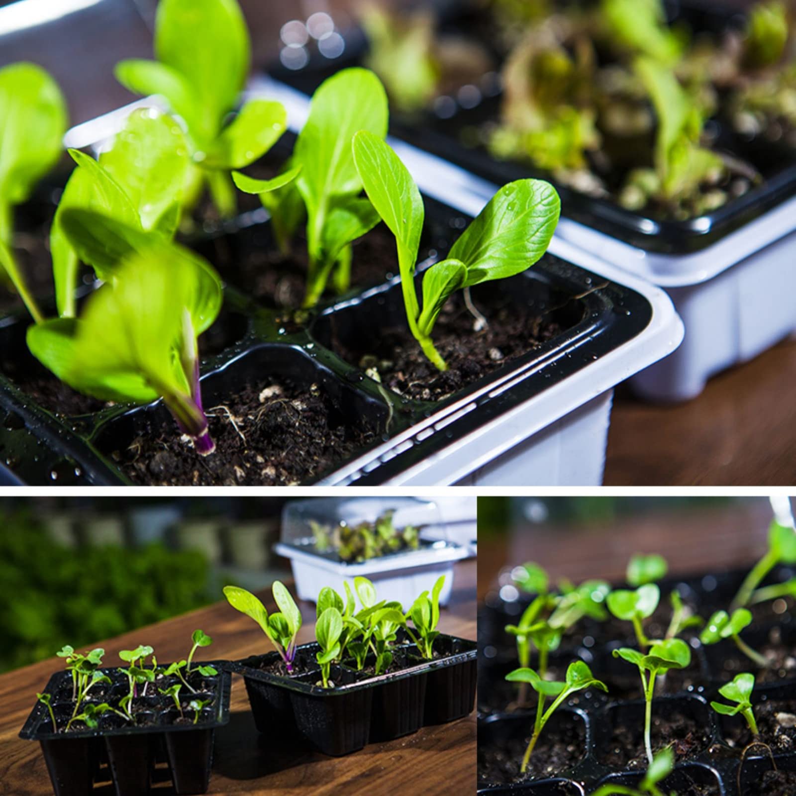6 Pièces Bac à semis, Mini Serre pour Plantes Intérieure Plateau de Germination à 12 cellules Pépinière Boîte Propagateur avec Couvercle pour Jardin Croissance Semence