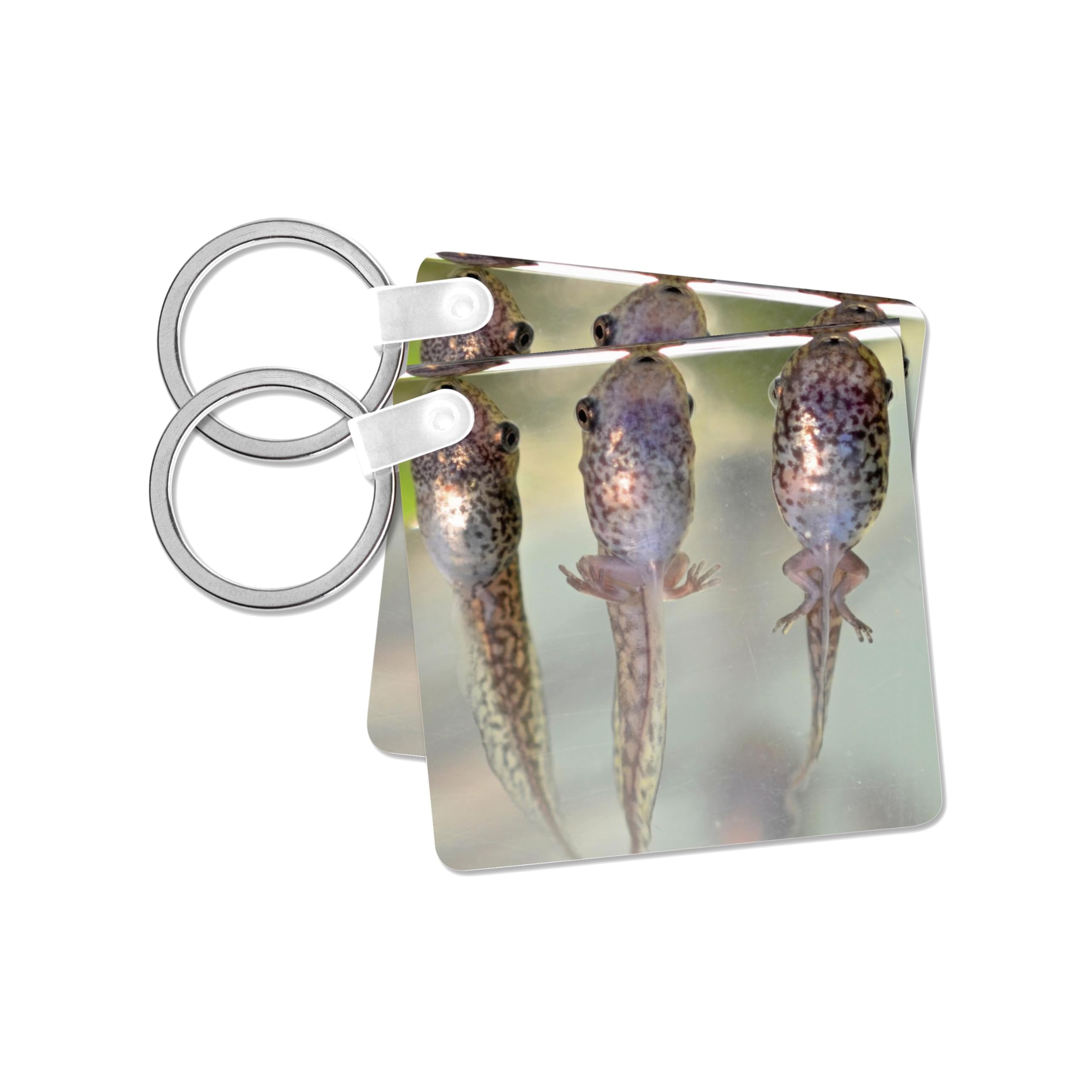 3dRose, Juvenile frog in transition between tadpole and frog, set of 2 Key Chains