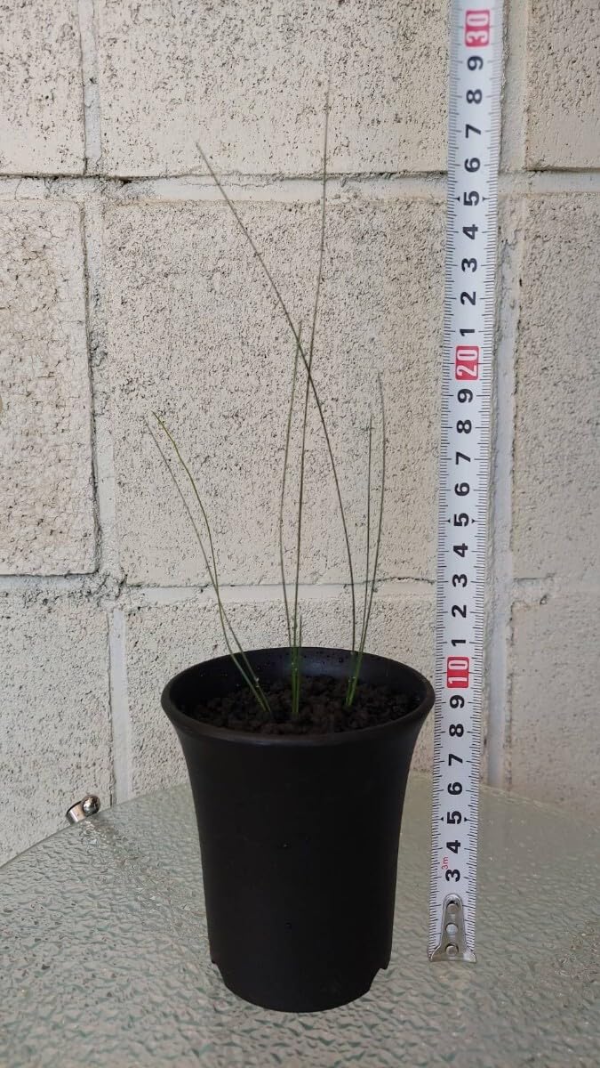 クサントロエア グラウカ Xanthorrhoea glauca　☆3株セット Amazon.co.jp: クサントロエア グラウカ 
