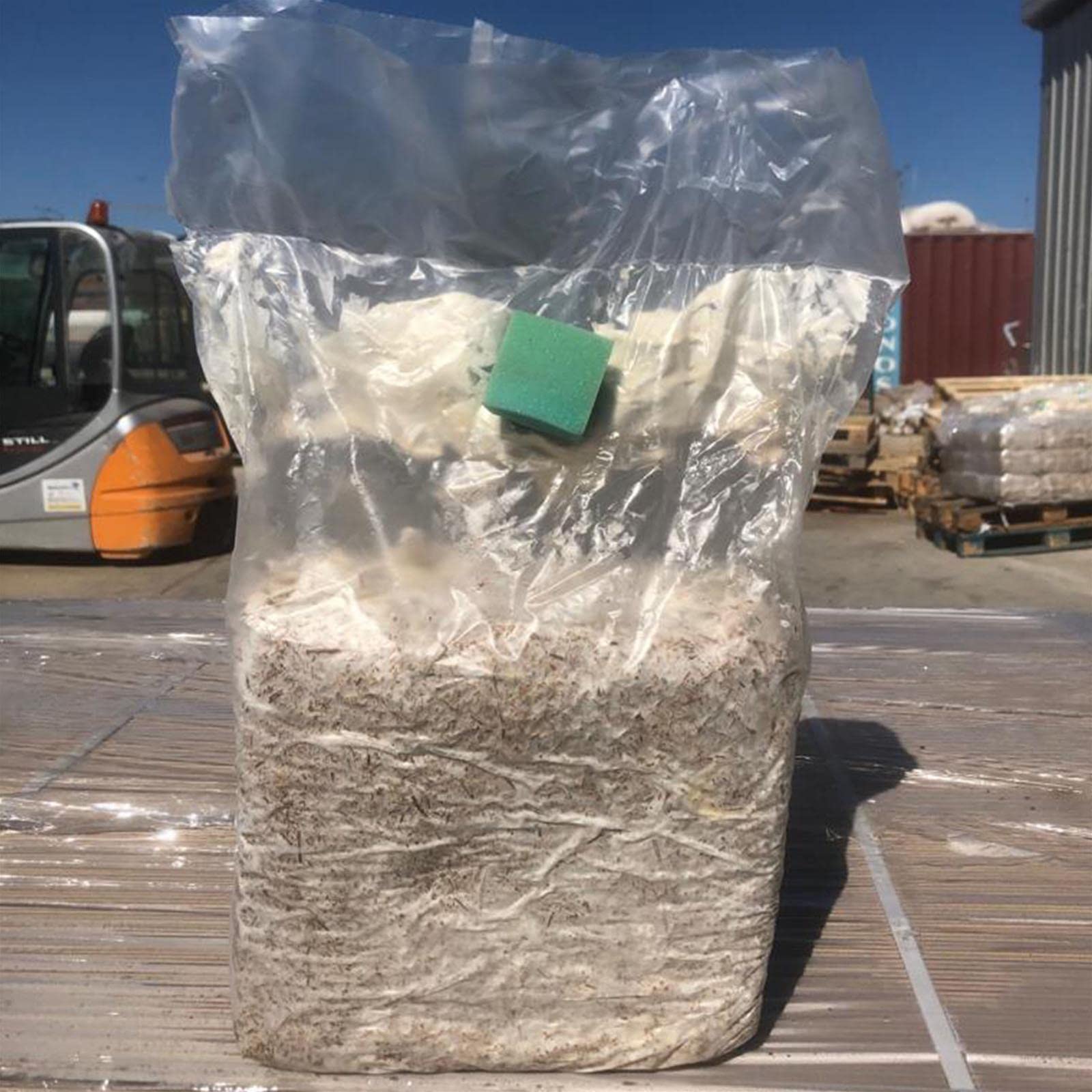 Balletta per la Produzione Professionale di Funghi Cardoncelli Pleurotus Eryngii Ideale per la Coltivazione del Fungo Cardoncello Pugliese Substrato e Ceppo (6)