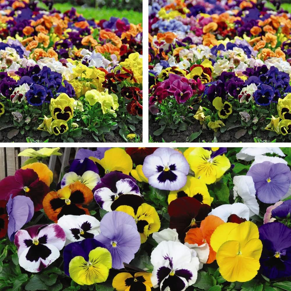18 x Pansy Viola Plants Outdoor Garden Ready in Plant pots, Winter and Spring Flowering