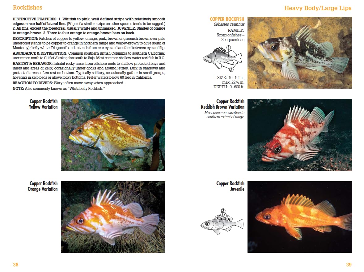 Coastal Fish Identification: California to Alaska